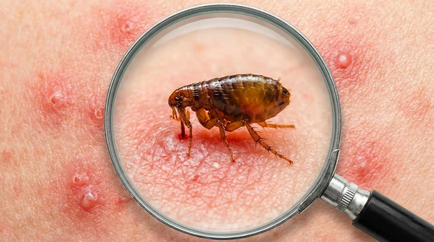 سم‌پاشی کک و پاکسازی محیط