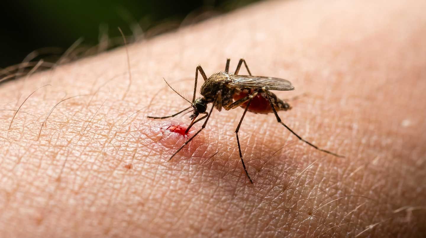 سم‌پاشی و دفع پشه از محیط