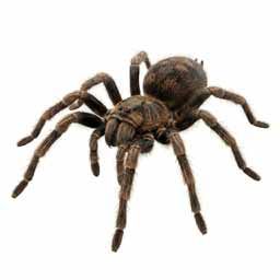 سمپاشی عنکبوت