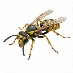 سمپاشی زنبور